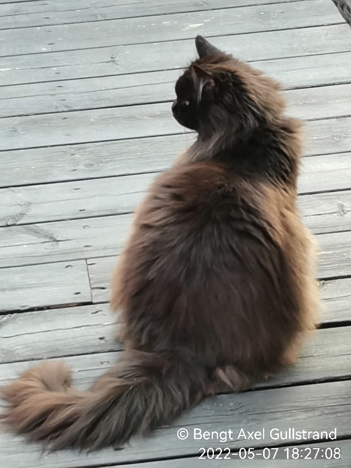 Zingo
