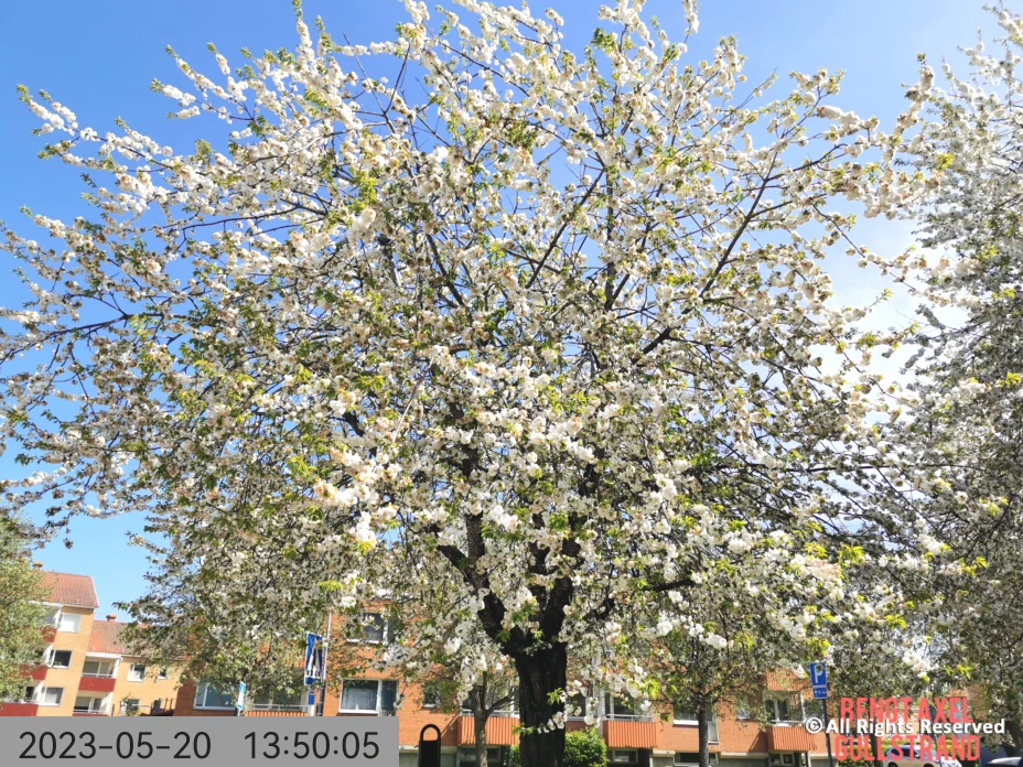 Vacker dag och träden blommar vid centrum